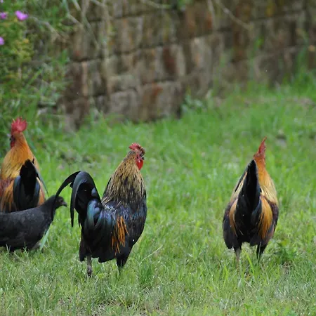 Vakantieboerderij La Sforzata *
