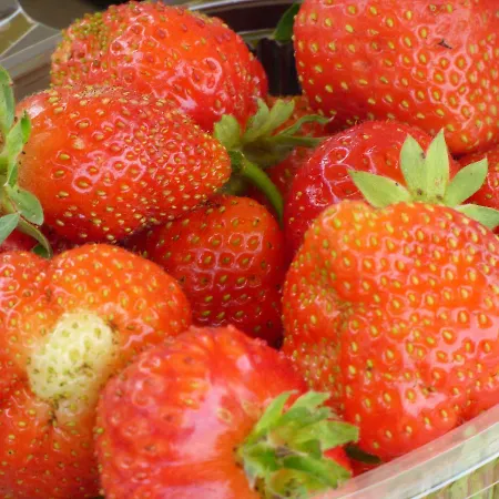 La Sforzata בית חווה קולניו